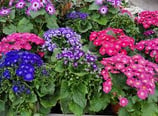 cinéraire plantes des rameaux livraison sur tombe pays de la loire