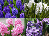 plantes, fleurs, livraison gratuite tombe, cimetiere Sepulture49