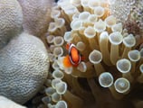 coral coron palawan philippines