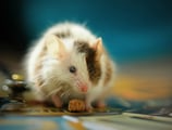 Hamster blanco con manchas cafes