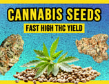 Cannabis Seeds