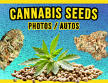THC Cannabis Seeds for sale Malta