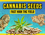 Cannabis Seeds