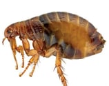 Flea parasite image, pest identification Dorval