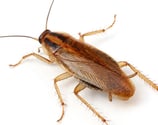 Cockroach pest photo for identification, Dorval pest control