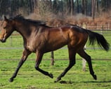 vente de chevaux réformés