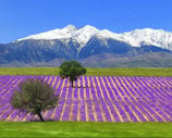 Lavender field in Provence valensole with snow covered mountains