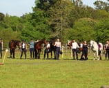 galerie stages et cours d'équitation