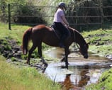 débourrage perfectionnement cheval