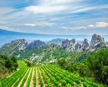 Vineyard in Cotes du Rhone Montmirail