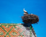 Storks on a roof in Alsace