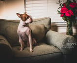 small white & brown dog sits on sofa seat in low light beside a vase of red roses in vintage style