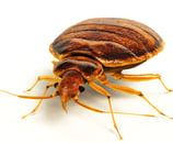 Close-up of bedbug, pest identification in Dorval