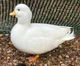 White Call duck