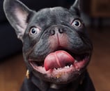 doggo JWPhotos