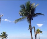 a beach with palm trees and a blue sky