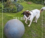 Hund spielt Treibball