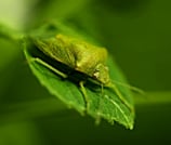 Shield Bugs - Warning, they eat houseplants!