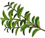 Herbe - menthe