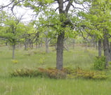 An Oak savannah documented in Ontario by Environmental Consultants at Aster Environmental.