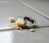 fourmis noire pro eysines