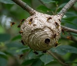 Nid de guêpes en gironde