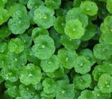 brahmi
