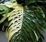 Mature Monstera Thai Constellation fenestrated leaf