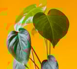 Juvenile Monstera deliciosa leaves with no fenestrations, splits, or holes