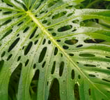 Fully mature Monstera deliciosa leaf with several layers of holes and perforations