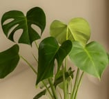 Semi mature monstera deliciosa leaves with some splits