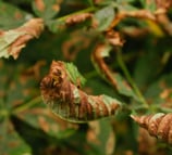 Curled leaves with dry edges