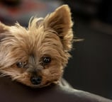 Yorkshire Terrier Breed