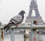 pigeon, pigeon paris, dépigeonnage