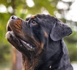 Rottweiler Breed