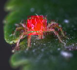 Red spider mite