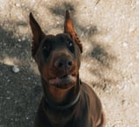 Dobermann Breed