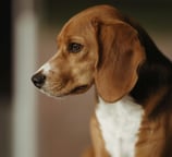 Beagle Breed