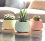 three small potsted plants in a living room