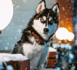 Siberian Husky Breed