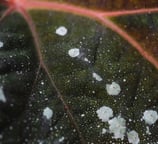 Leaf with fungal spots