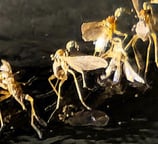 Fungus gnats on black sticky trap