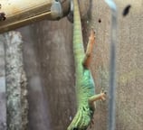 a hatching of electric blue day gecko eating Pangea