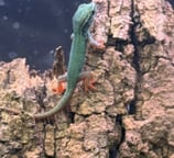 blue day gecko hatchling on cork bark