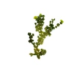 Halimeda sp.