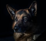 German Shepherd Breed