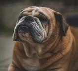 Bulldog Breed