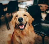 Labrador Retriever Breed
