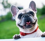 French Bulldog Breed