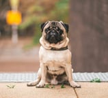Pug Breed